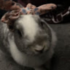 Meet your Posher, Rocco